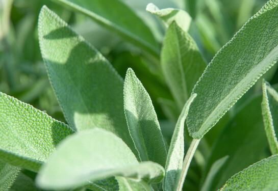 extreme close-up of sage leaves in a garden