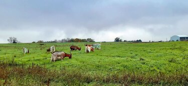 Chèvres dans un champ