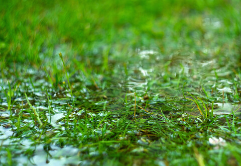 Green grass flooded with rain.Summer rain.Rectangular background with wet grass.Flooding in the fields.