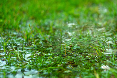 Green grass flooded with rain.Summer rain.Rectangular background with wet grass.Flooding in the fields.