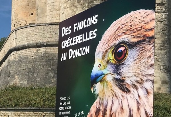 Faucon au Donjon