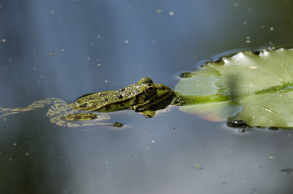 [IMAGE ALT] - Agrandir l'image, fenêtre modale