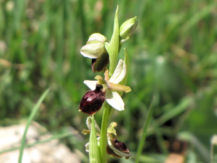 L’Ophrys araignée  