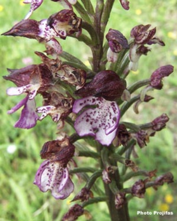 Orchidée pourpre
