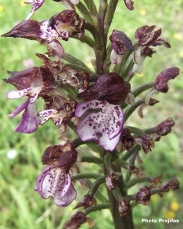 Ophrys bourbon