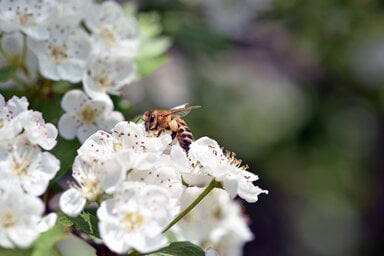 bee on a flowering tree. honey bees pollinating white blossoms of a pear tree, close up, macro shot of collecting bees. insect in nature, spring season. bee on the flowers of the orchard