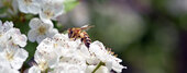 bee on a flowering tree. honey bees pollinating white blossoms of a pear tree, close up, macro shot of collecting bees. insect in nature, spring season. bee on the flowers of the orchard