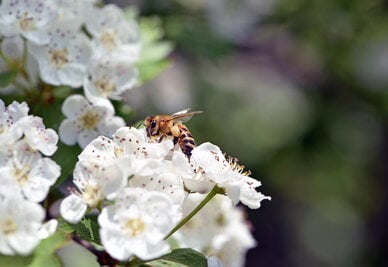 bee on a flowering tree. honey bees pollinating white blossoms of a pear tree, close up, macro shot of collecting bees. insect in nature, spring season. bee on the flowers of the orchard