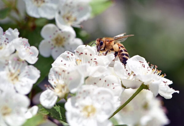 bee on a flowering tree. honey bees pollinating white blossoms of a pear tree, close up, macro shot of collecting bees. insect in nature, spring season. bee on the flowers of the orchard