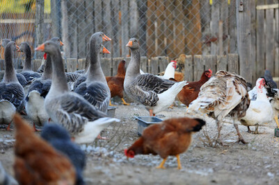 Poules et canards ©Fotolia