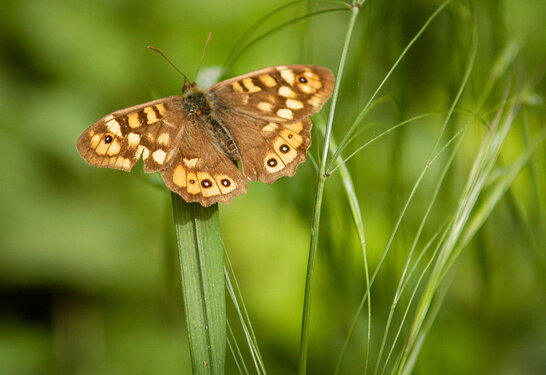 Papillon