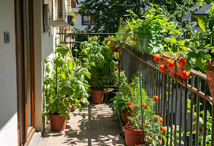 illustration de la manifestation Animation nature: le plaisir de faire ses plants de légumes
