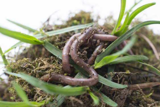 earth worms and soil pictured in stidio