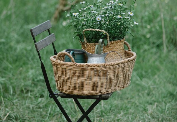 Panier en osier posé sur une chaise de jardin, garni de marguerites en pot et d'arrosoirs, dans un jardin verdoyant