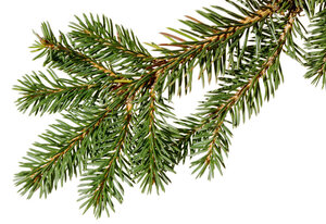 Branche de sapin
