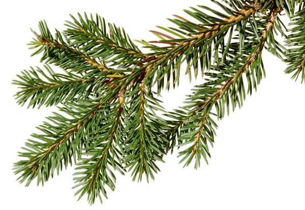 Branche de sapin