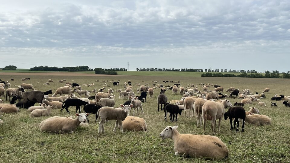 Plusieurs centaines de brebis aux toisons blanches et noires, couchées ou debout, pâturant sur un vaste couvert végétal