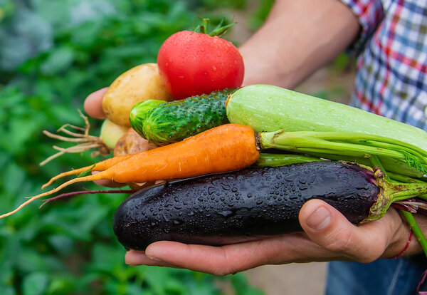 Mains tendues présentant une récolte de légumes du jardin : aubergine, courgette, carottes, tomate et pommes de terre