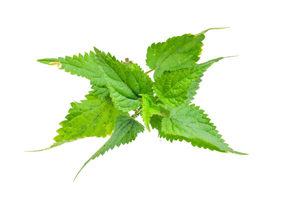Feuilles d'ortie fraîches aux bords finement dentés et nervures prononcées, sur fond blanc