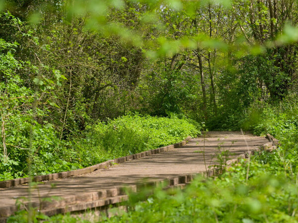 Chemin aménagé bordé de traverses en bois, serpentant au cœur d'une végétation dense et verdoyante de zone humide