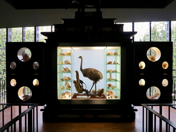 Cabinet de curiosités avec vitrine centrale illuminée exposant une autruche naturalisée, des primates et des coquillages