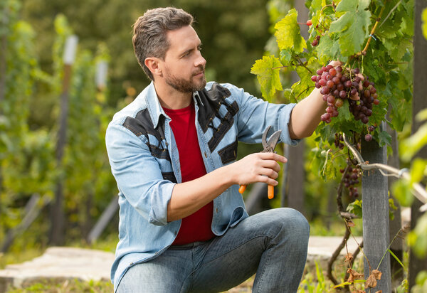 man harvester on summer harvest. enologist with garden scissors. farmer cut grapevine.