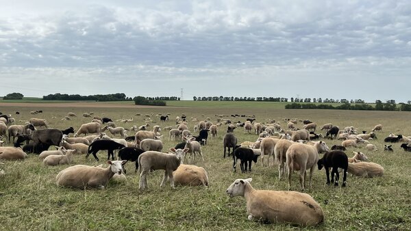 Troupeau de plusieurs centaines de moutons blancs et noirs paissant dans un vaste pré sous un ciel nuageux
