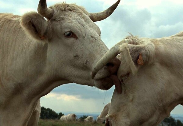 Deux vaches en gros plan, museau contre museau, l'une léchant l'autre, troupeau en arrière-plan dans un pré