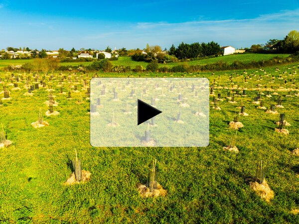 Centaines de jeunes plants protégés par des tuteurs, répartis sur un vaste terrain herbeux, avec des habitations en arrière-plan.