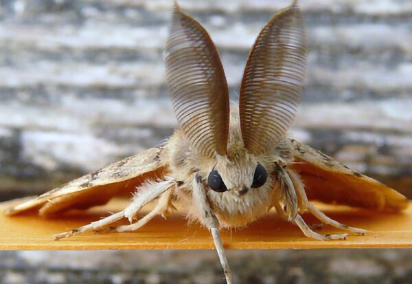 Macro d'un papillon de nuit aux grandes antennes pectinées, posé de face sur un support orange
