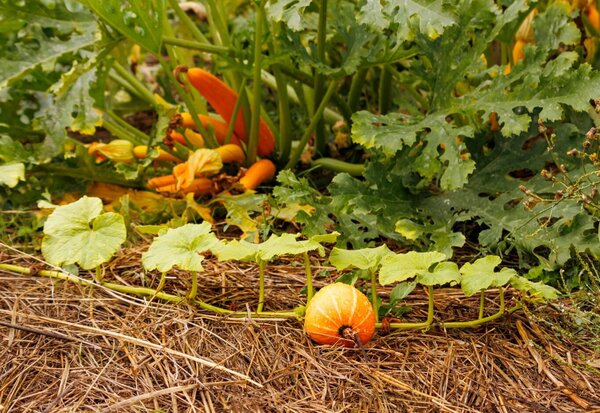 Citrouille orange mûrissant sur un lit de paille sèche, entourée de plants de courge aux larges feuilles et fleurs orangées