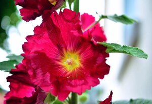 Rose tremiere
