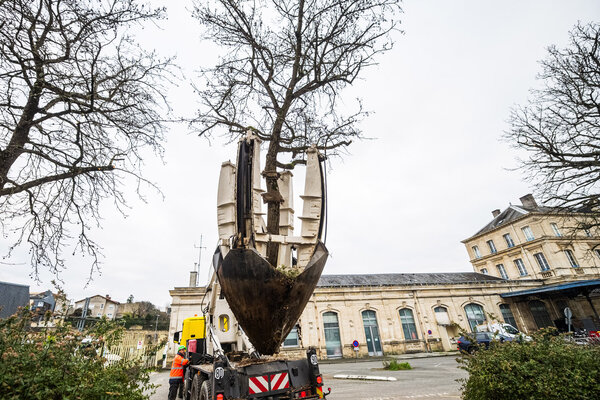 Transplantation des Liquidambars
