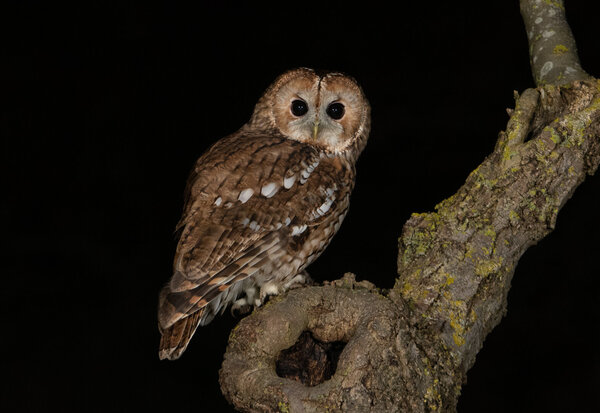 Chouette hulotte au plumage brun perchée sur une branche noueuse, regardant face à l'objectif dans l'obscurité