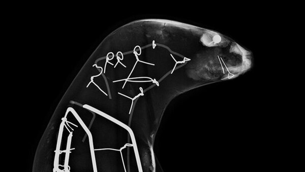 Radiographie en noir et blanc d'un animal marin révélant des silhouettes humaines en fil de fer à l'intérieur du corps