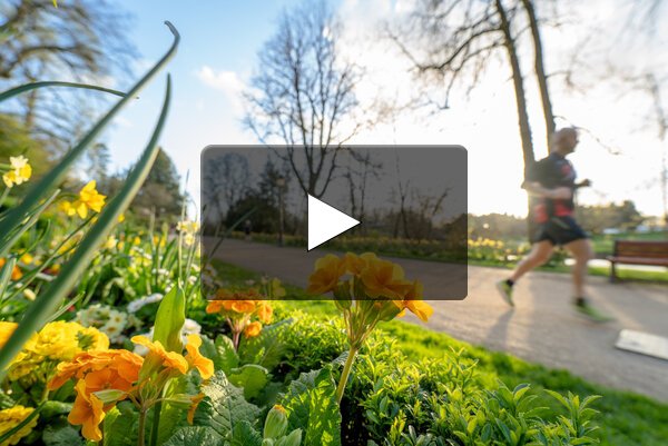 Massif de primevères et jonquilles jaunes dans un parc citadin, un joggeur sur l'allée bordée d'arbres