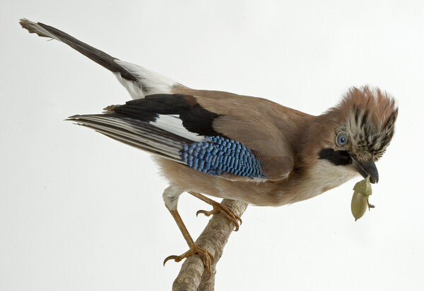 Geai des chênes naturalisé perché sur une branche, tenant un gland dans le bec, ailes bleues et brunes bien visibles