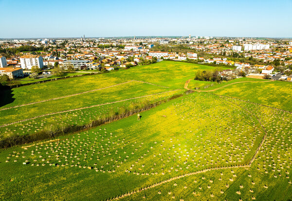 Survol du terrain de la Vallée Guyot montrant les rangées de jeunes arbres en arcs concentriques et les quartiers résidentiels de Niort en fond