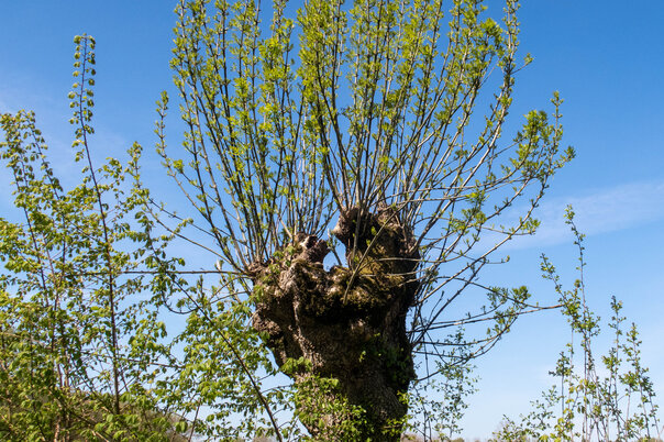 Illustration de la manifestation Atelier nature. Au pays des arbres têtards