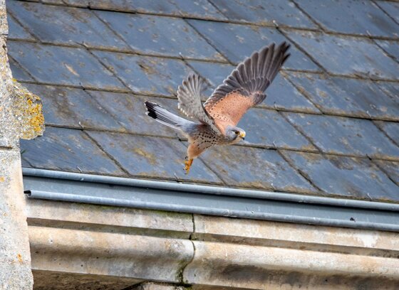 Faucon crécerelle mâle aux ailes largement déployées, plumage roux et gris tacheté, devant les ardoises d'un toit d'église