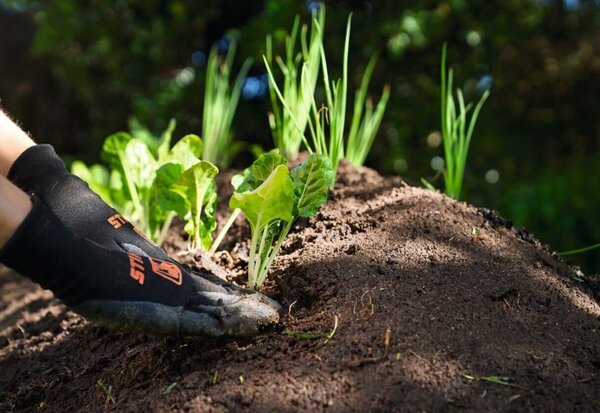 Mains gantées plantant des jeunes plants potagères au sommet d'une butte de terre meuble