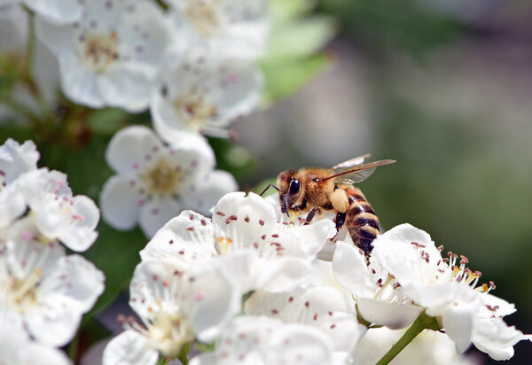 bee on a flowering tree. honey bees pollinating white blossoms of a pear tree, close up, macro shot of collecting bees. insect in nature, spring season. bee on the flowers of the orchard