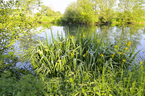 Illustration de la manifestation Découvrez la Réserve Naturelle du Marais de Galuchet !