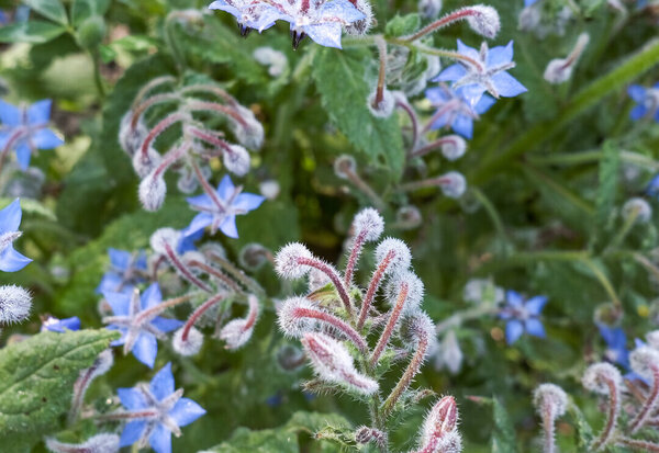 Bourrache (Borago officinalis) : fleurs étoilées bleues et boutons veloutés blanchâtres, plante sauvage comestible et médicinale.