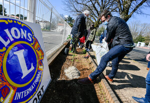 Plantation d'un arbre fruitier dans la cour de l?ecole primaire Ernest Perochon par les membres du Lions Club et les elus de la Mairie de Niort