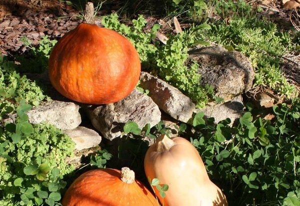 Courges
